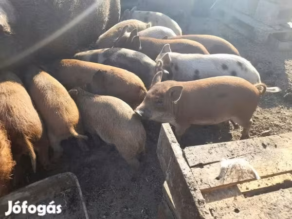 公猪, Pigs