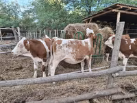 Kuh, Simmental cattle — Foto 2