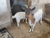 Cabro, Dutch Landrace goats — foto 3