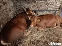 Bik, Simmental cattle — fotografija 6