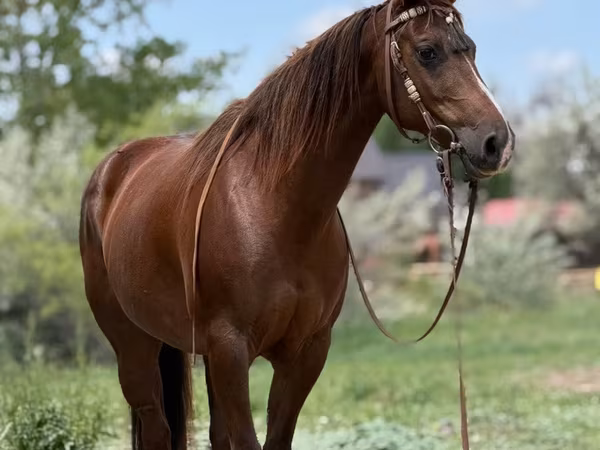 Kobila, Quarter Horse