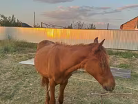 Cavalo, Arabian horse — foto 2