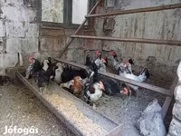 إنديان رانر — الصورة 5