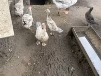 Geese — Foto 6