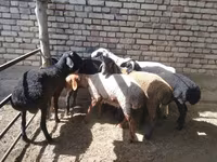 Bélier, Moutons — photo 5
