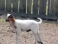 Ziegenbock, Ziegen — Foto 2
