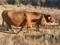 Krava, Simmental cattle — fotografija 2
