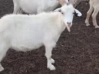 Goat, Goats — photo 6
