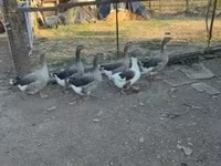 Guinea fowl — zdjęcie 4