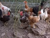 Chickens — 3-rasm