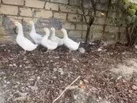 Ducks — fotografija 1
