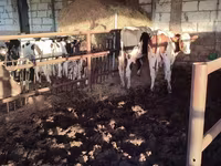 Bik, Simmental cattle — fotografija 7