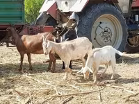 Koza, Nubian Goat — fotografija 4