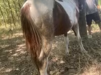 Koń, Indian half-bred — zdjęcie 4