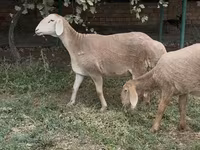 Brebis, Arashan sheep — photo 1