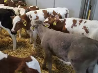 牛只（批次，未指定性别）, Cattle — 照片 6