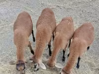 Widder, Cameroon sheep — Foto 1
