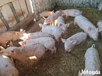 猪（批次，未指定性别）, Pigs — 照片 2
