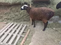 绵羊（批次，未指定性别）, Sheep — 照片 2