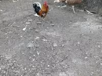 Chickens — foto 4