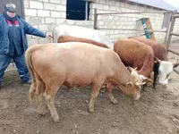 Bik, Simmental cattle — fotografija 1
