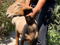 Ovca, Jaidara sheep — fotografija 1