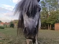 Égua, Shetland Pony — foto 3
