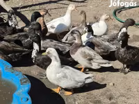 Ducks — फ़ोटो 1