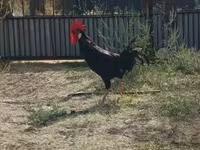 Chickens — foto 2