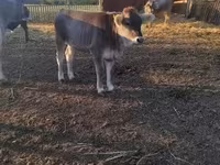 母牛, Brown Carpathian breed — 照片 5
