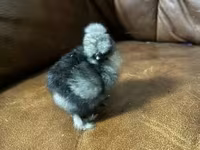 Silkie — zdjęcie 4