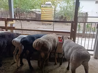 Ovelha, Rhon sheep — foto 7