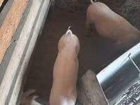 母猪, Pigs — 照片 2