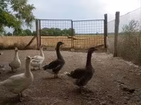 Geese — zdjęcie 3