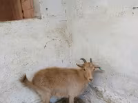 Koza, Saanen goat — zdjęcie 5