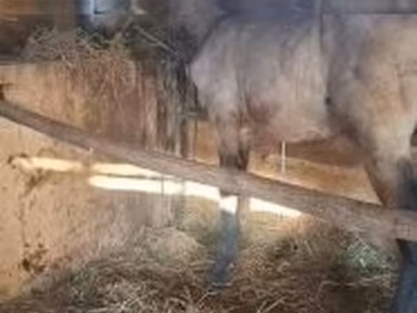 Pastuv, Arabian horse