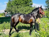 Pastuv, Swedish warmblood horse — fotografija 8