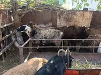 Ovelha, Rhon sheep — foto 8