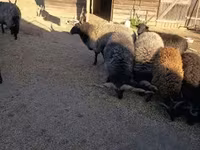Ovan, Racka sheep — fotografija 1