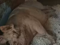 Säue, Schweine — Foto 2