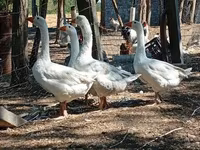 Geese — Foto 3