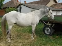 Stute, Hungarian horse breed — Foto 1