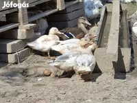 Ducks — 照片 1