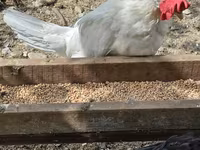 Chickens — fotografija 3