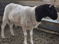 Ovan, Dorper sheep — fotografija 4