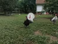 Turkeys — 写真 2