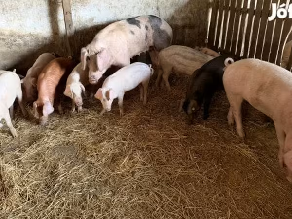 公猪, Pigs