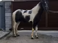 Cavalo, Cavalos — foto 2