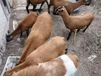 公羊, Cameroon sheep — 照片 6