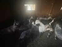 Brebis, Cameroon sheep — photo 2